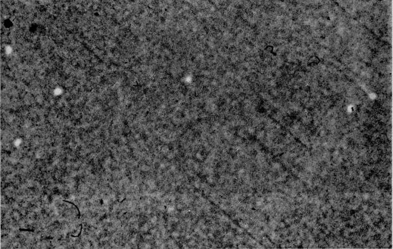 19520702_tremonton_4